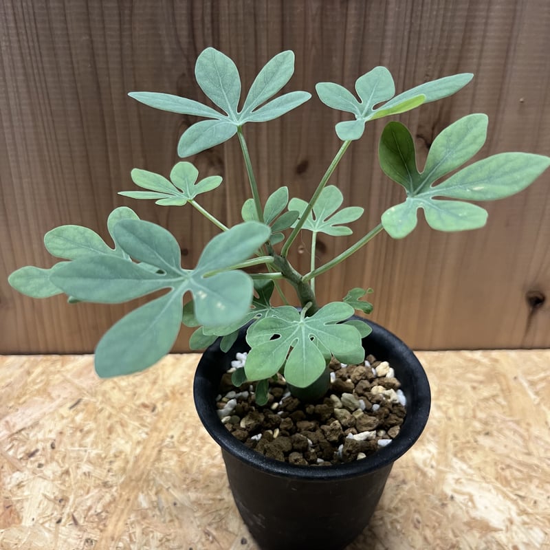 アデニア グラウカ | GREEN LUCK