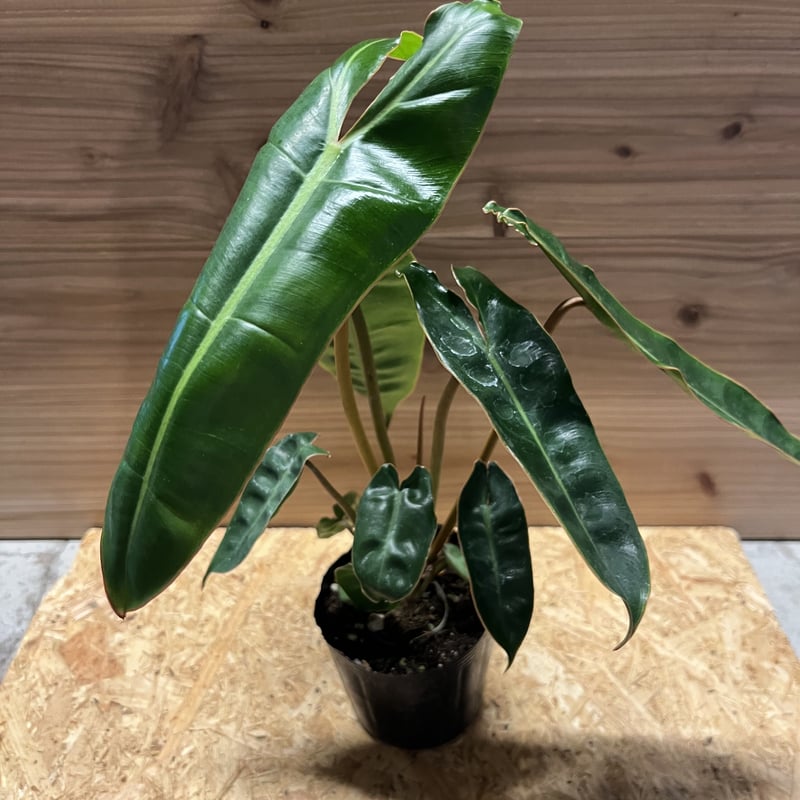 フィロデンドロン ビレッティアエ | GREEN LUCK