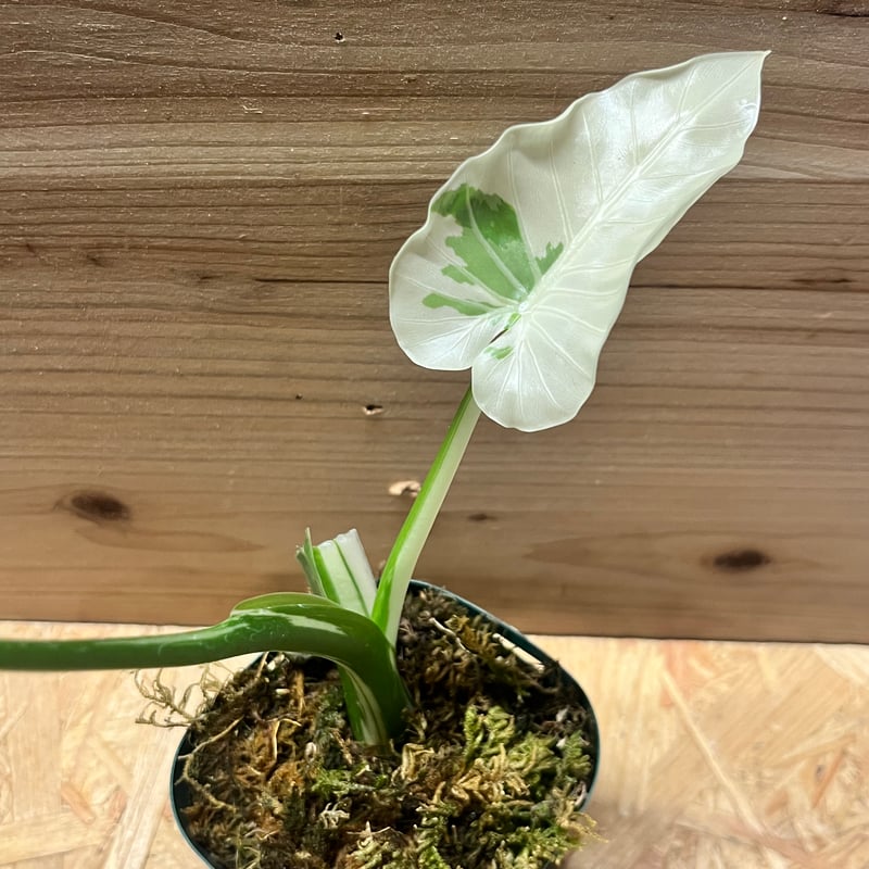 希少クワズイモ　スーパーミューテーション　検索アロカシア　モンステラ　天津蘭 希少クワズイモ スーパーミューテーション 検索アロカシア モンステラ