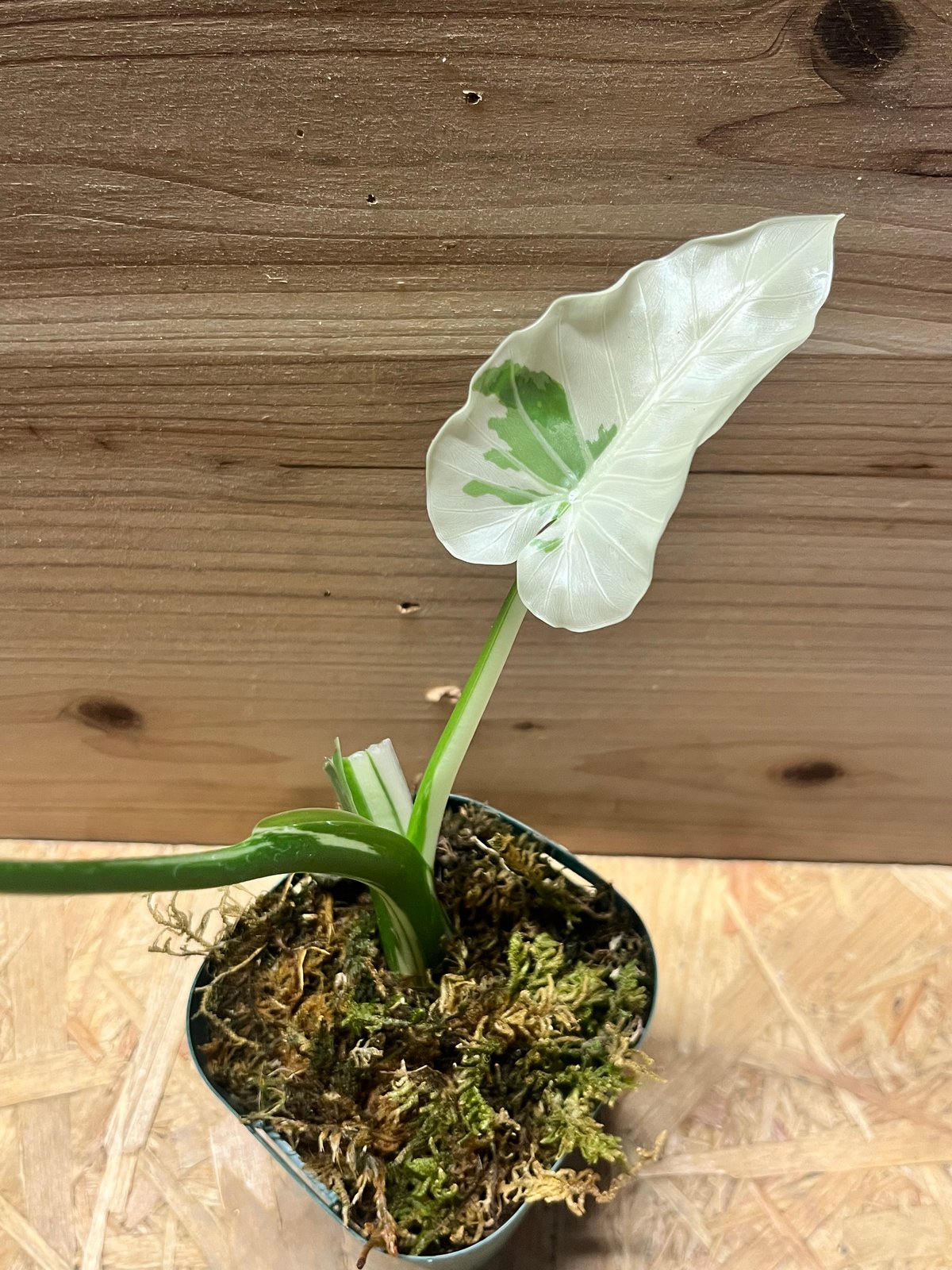 アロカシア オドラ 斑入りクワズイモ | GREEN LUCK