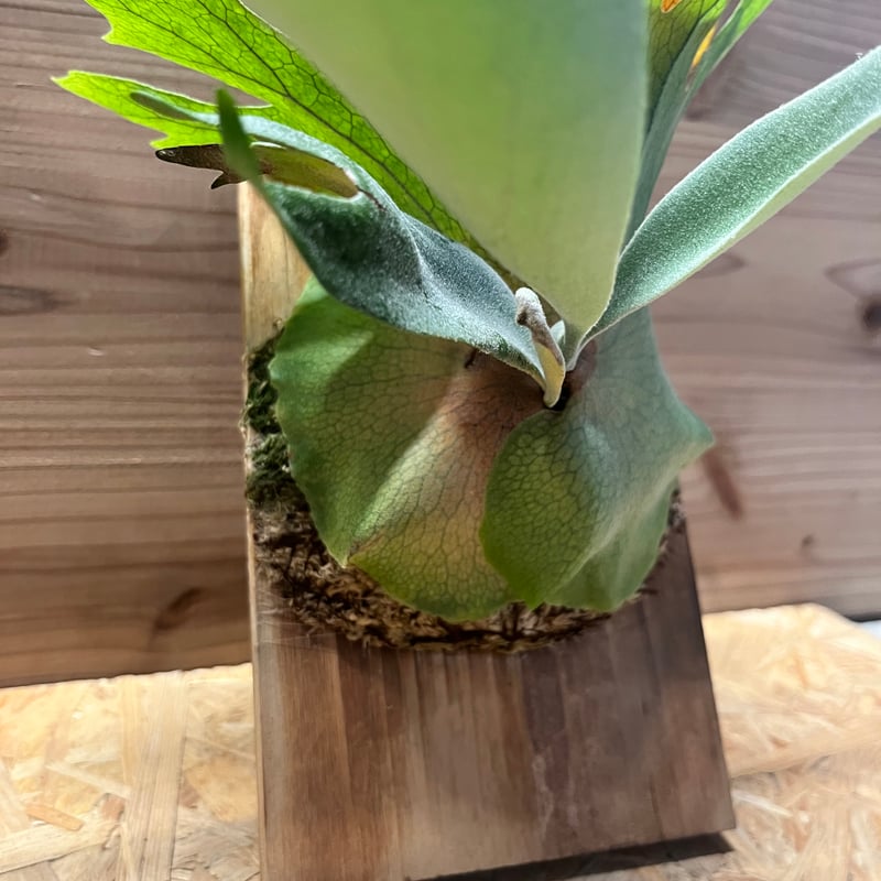 ビカクシダ ウィリンキー | GREEN LUCK