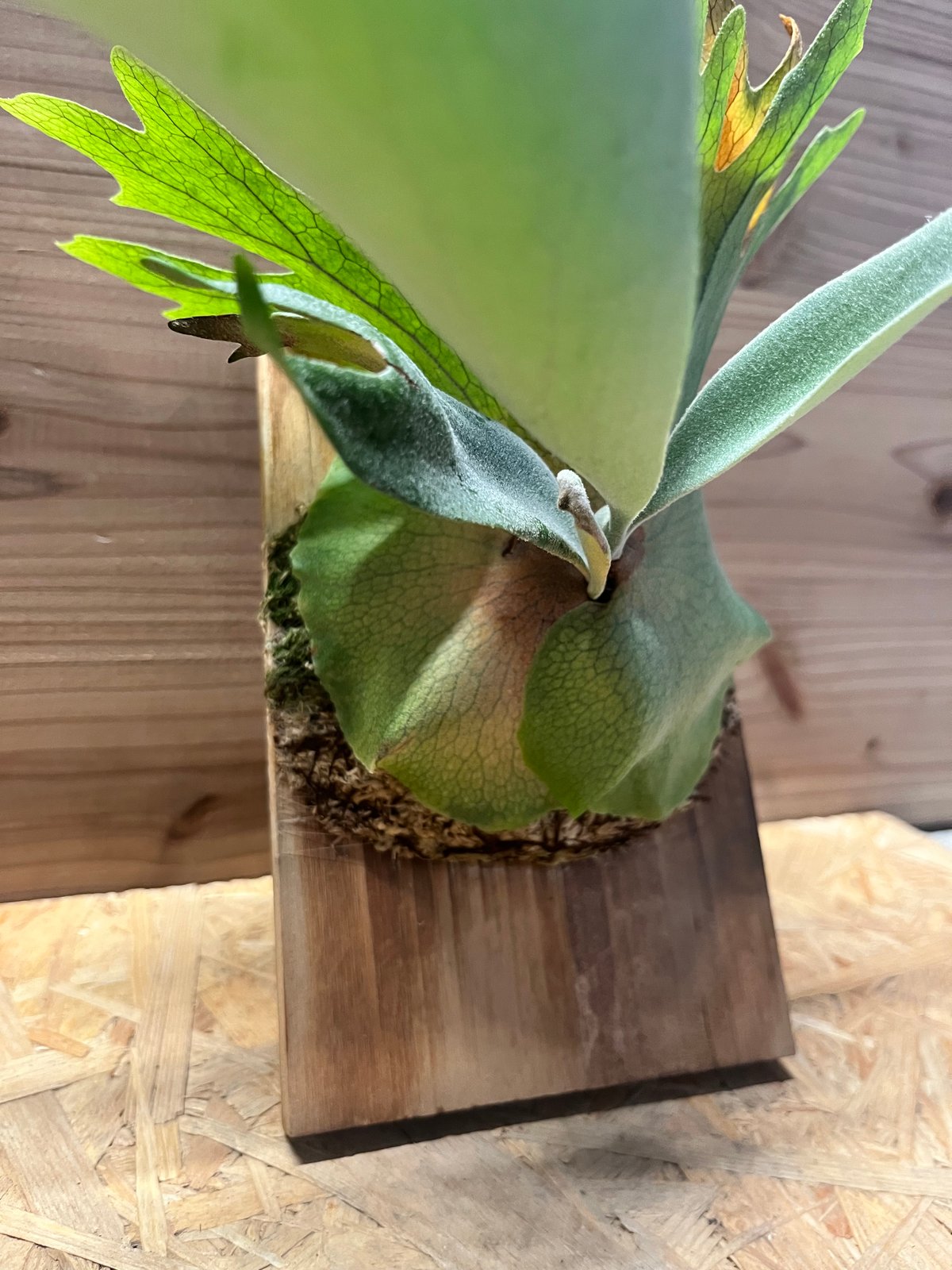 ビカクシダ ウィリンキー | GREEN LUCK