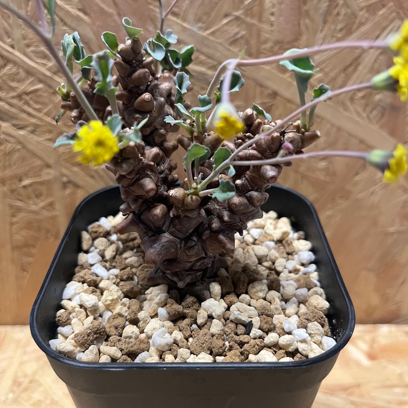 オトンナ ヘレー | GREEN LUCK