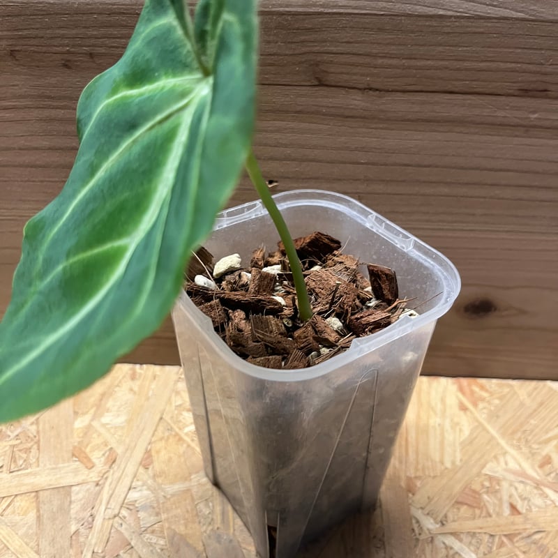 アンスリウム マグニフィカム | GREEN LUCK