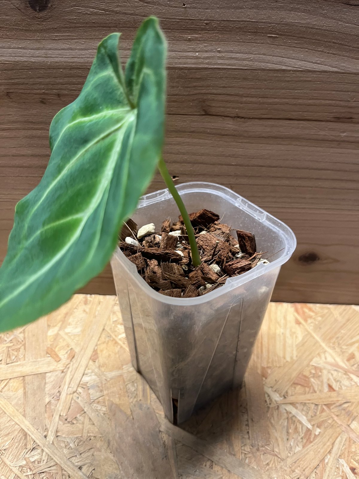 Anthurium magnificum アンスリウム　マグニフィカム　51 Anthurium magnificum アンスリウム マグニフィカム 51