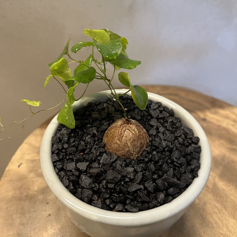 亀甲竜①　（ディオスコレア　エレファンティペス）　ベアルート　発芽済み　鉢ごと ディオスコレア エレファンティペス 亀甲竜 | GREEN LUCK