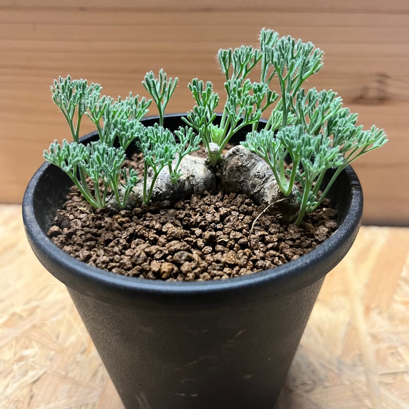 モンソニア ムルチフィダ | GREEN LUCK