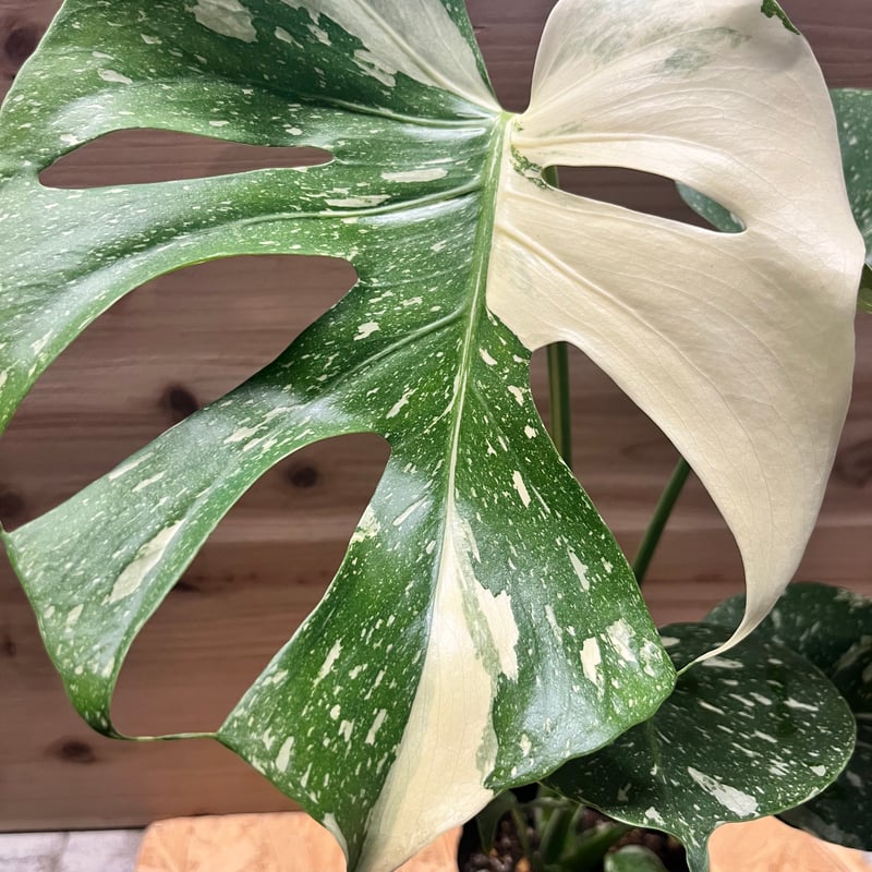 モンステラ デリシオーサ タイコンステレーション | GREEN LUCK