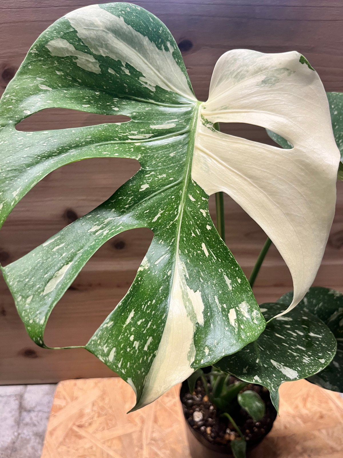 モンステラ デリシオーサ タイコンステレーション | GREEN LUCK