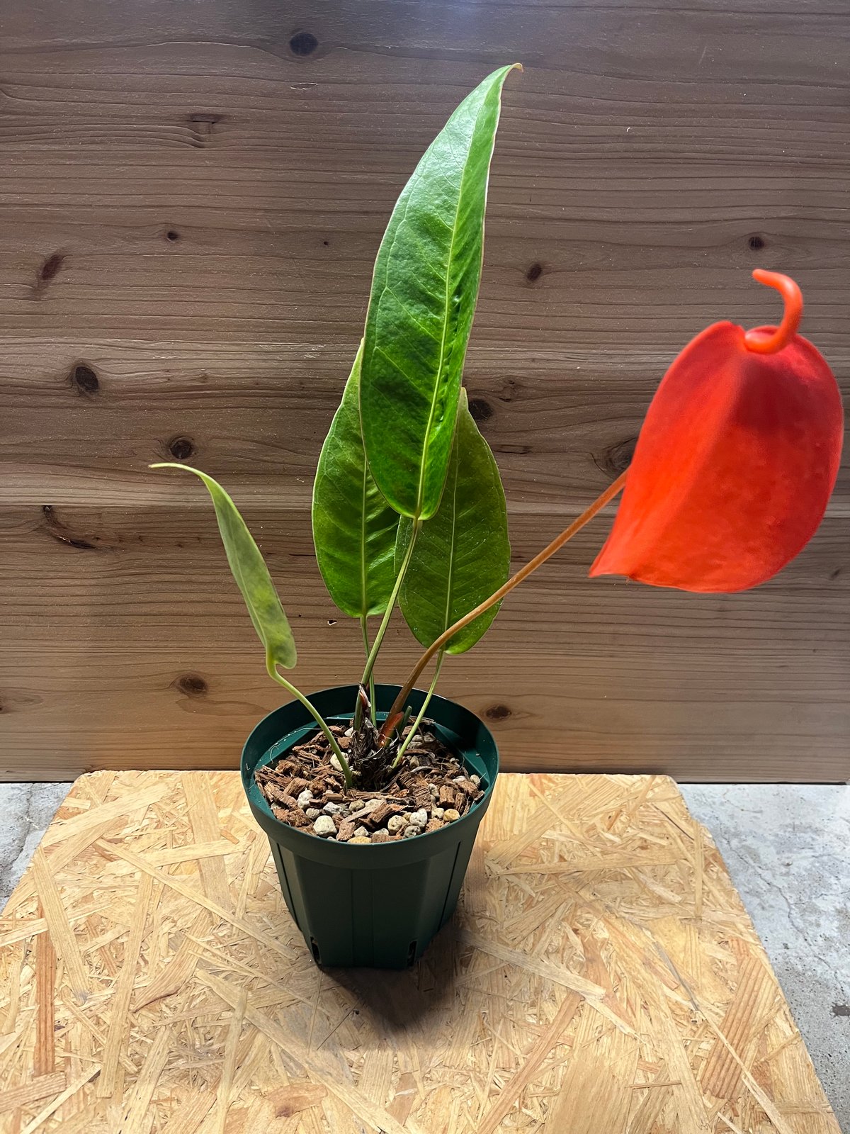 アンスリウム セリゼリアナム ドラゴンスケール | GREEN LUCK