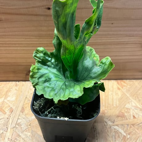 ビカクシダ | STORES