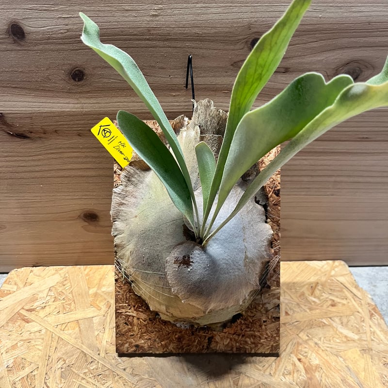 ビカクシダ ディバーシフォリウム スポア | GREEN LUCK