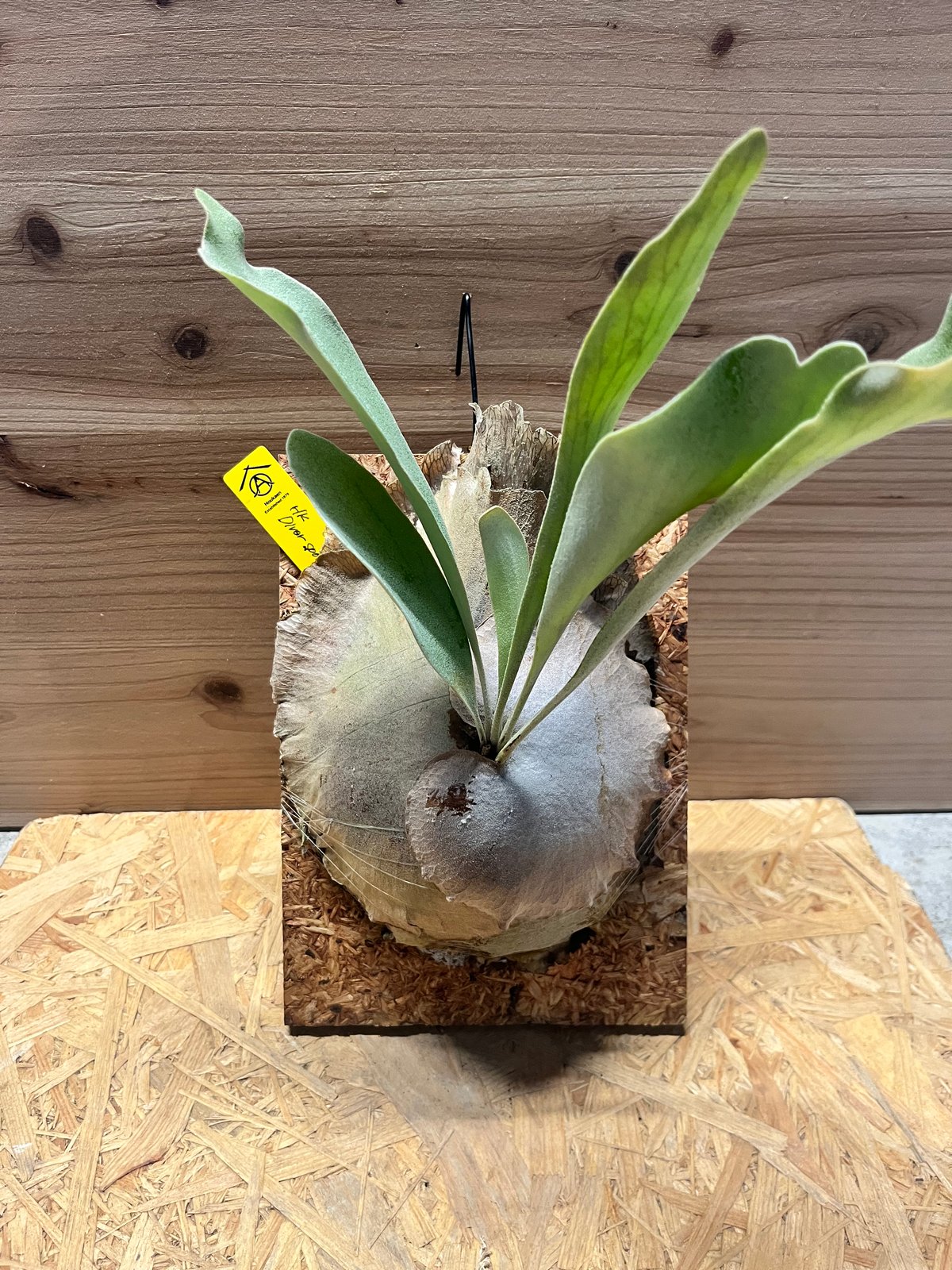 ビカクシダ ディバーシフォリウム スポア | GREEN LUCK