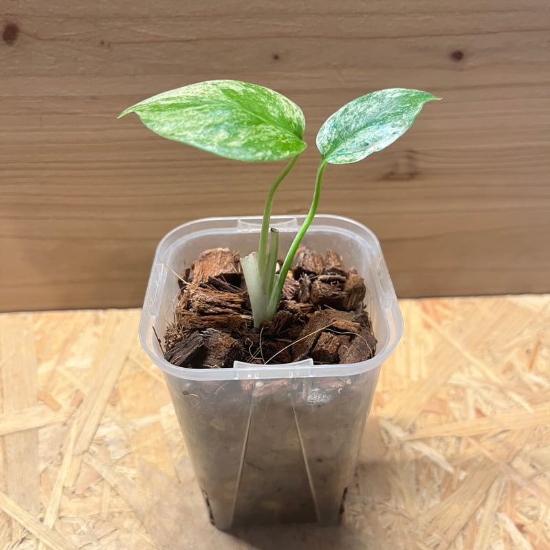 モンステラ デリシオーサ ホワイトモンスター | GREEN LUCK