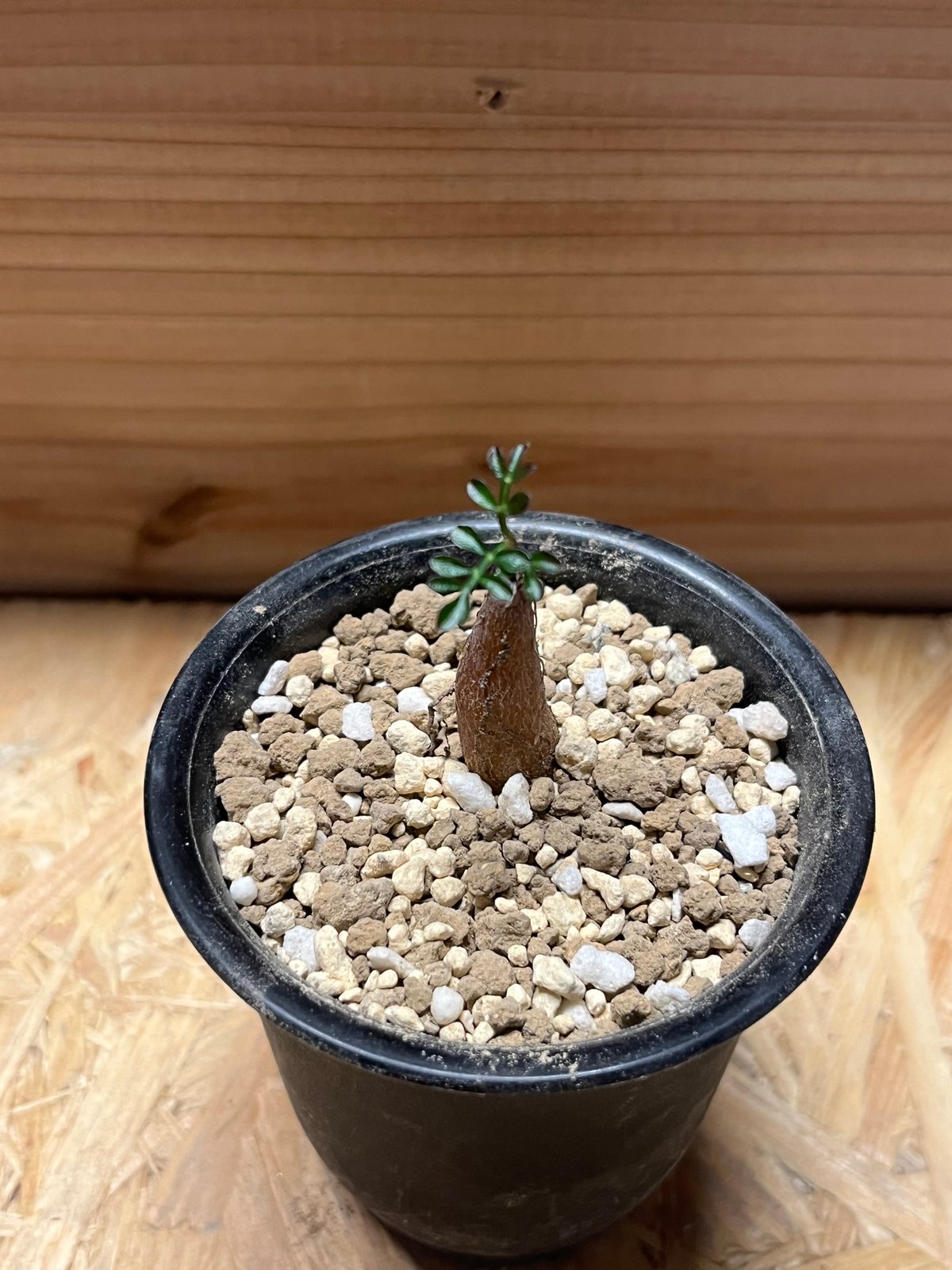 オペルクリカリア パキプス 根差し | GREEN LUCK