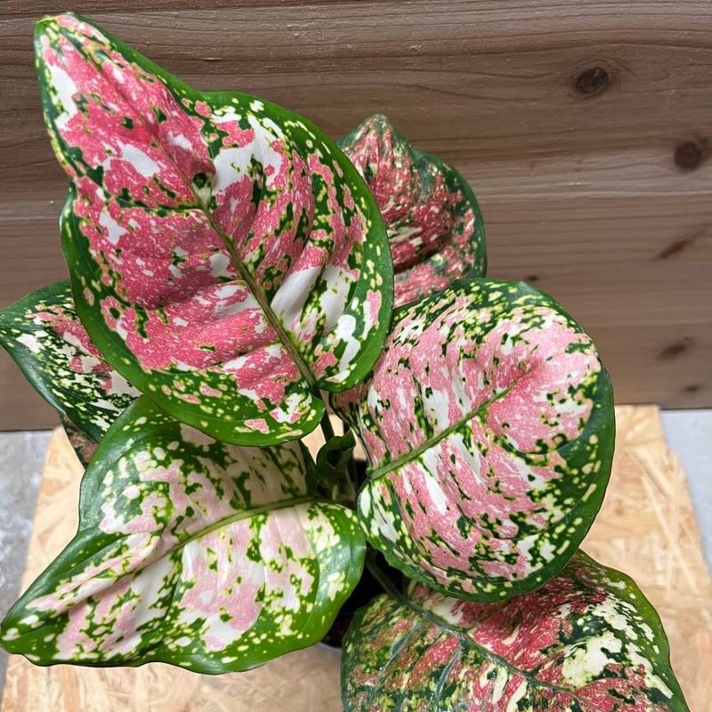 アグラオネマ アグラオネマ アンヤマニー トリカラー | GREEN LUCK