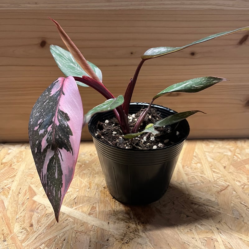 フィロデンドロン ピンクプリンセス ギャラクシー | GREEN LUCK