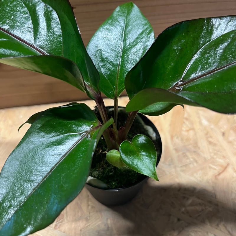 アンスリウム フーケリー 'ブラックドラゴン' | GREEN LUCK