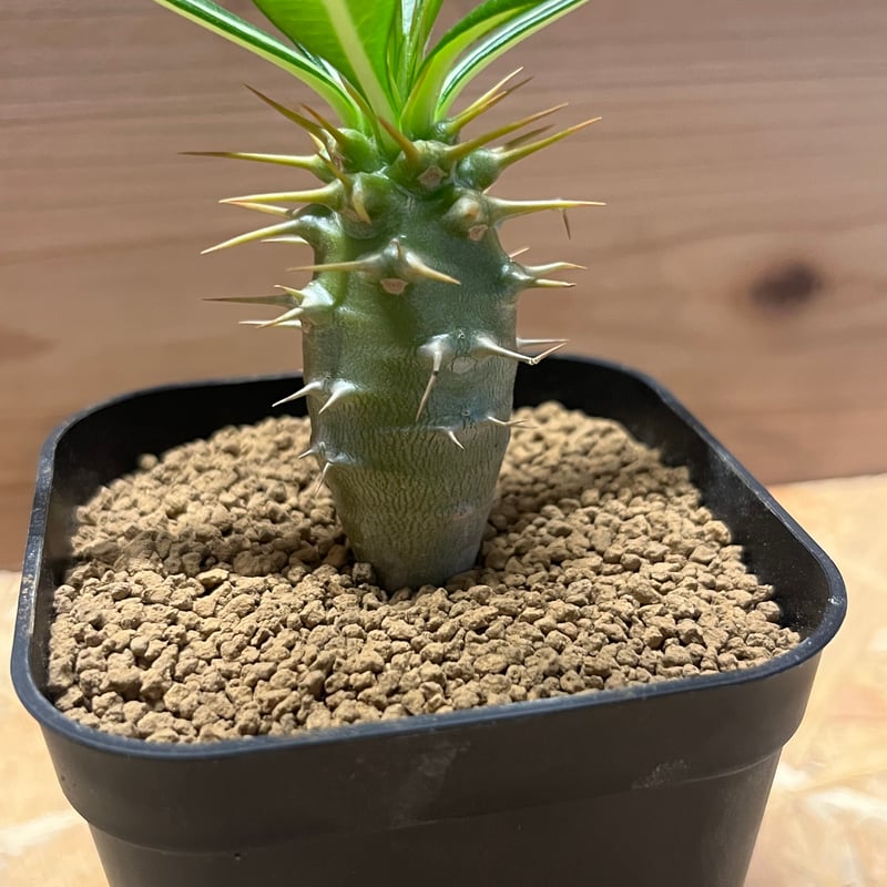 パキポディウム アンボンゲンセ | GREEN LUCK