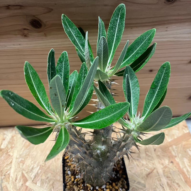 パキポディウム デンシフローラム | GREEN LUCK