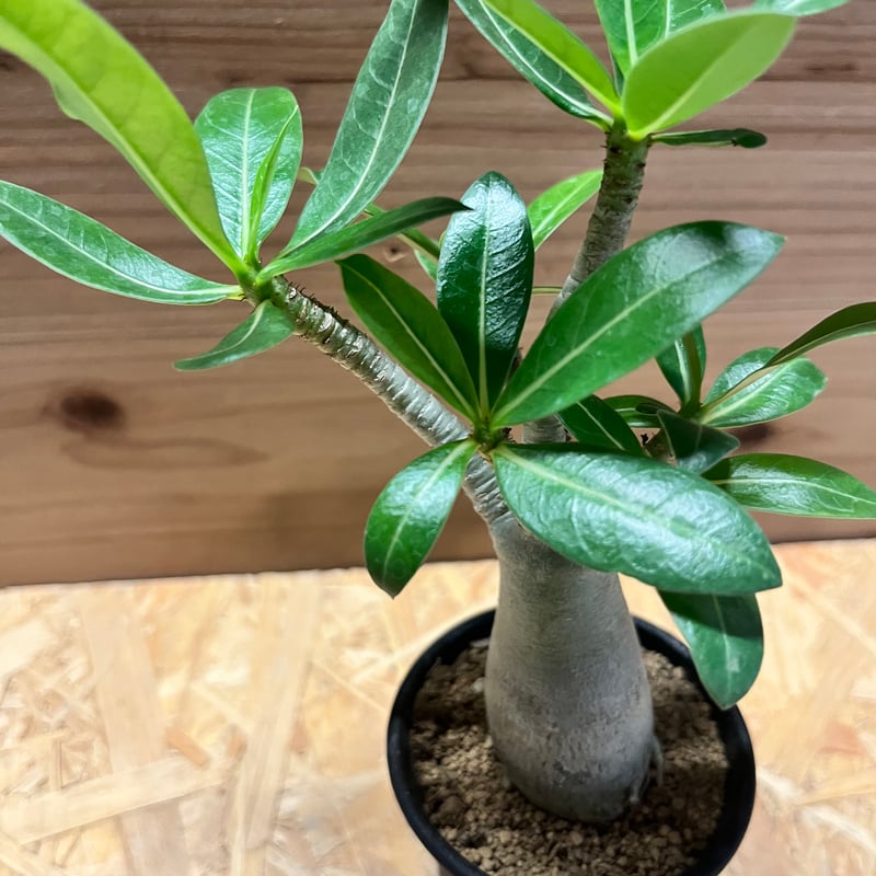 アデニウム アラビカム | GREEN LUCK