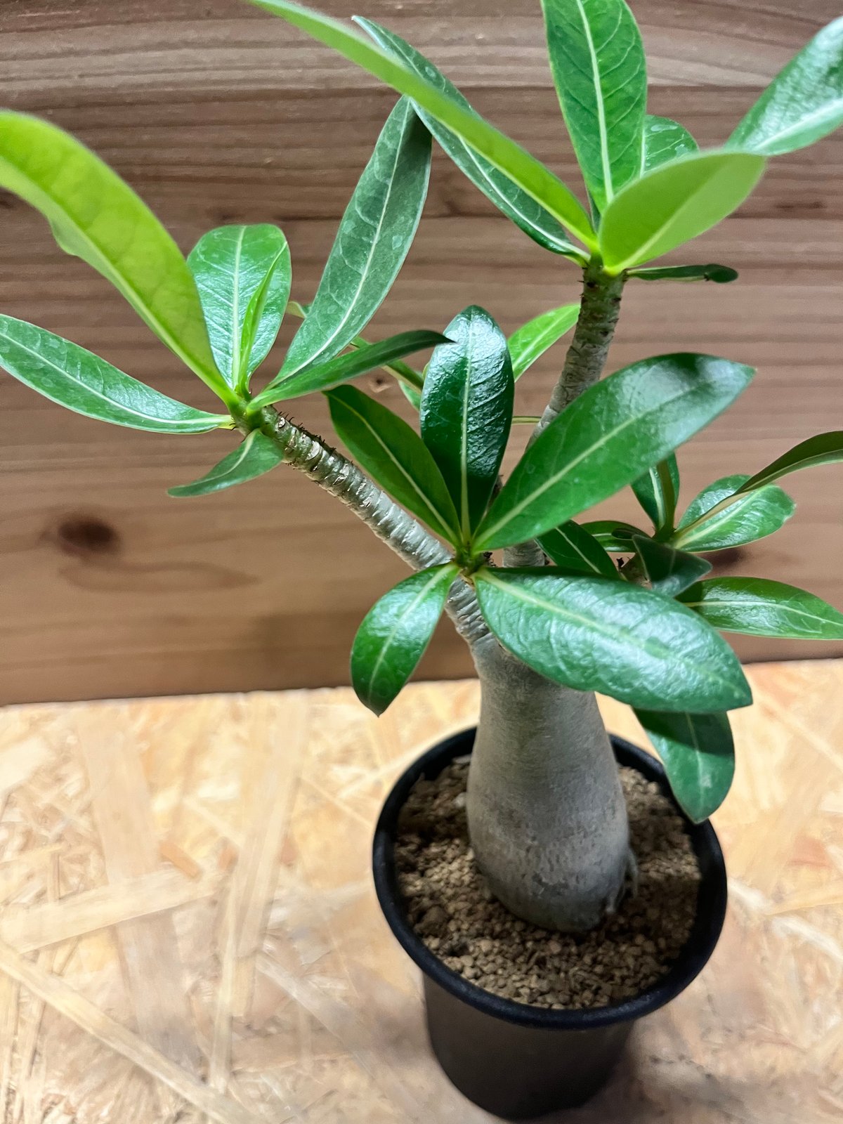 アデニウム アラビカム | GREEN LUCK