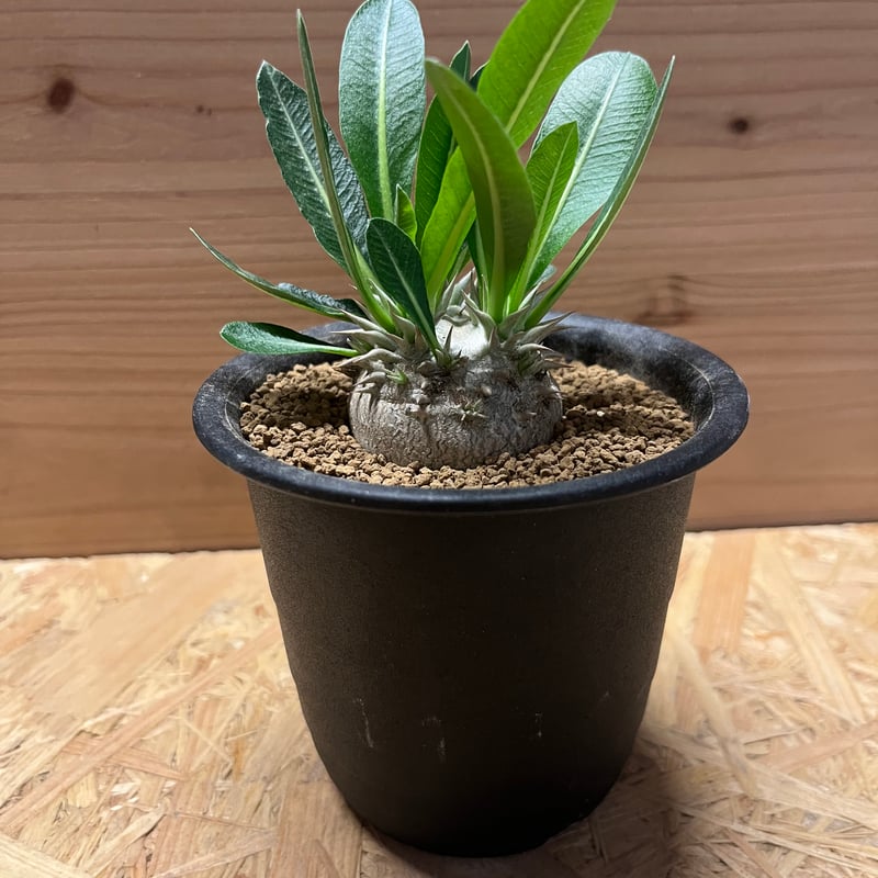 パキポディウム デンシカウレ 恵比寿大黒 | GREEN LUCK