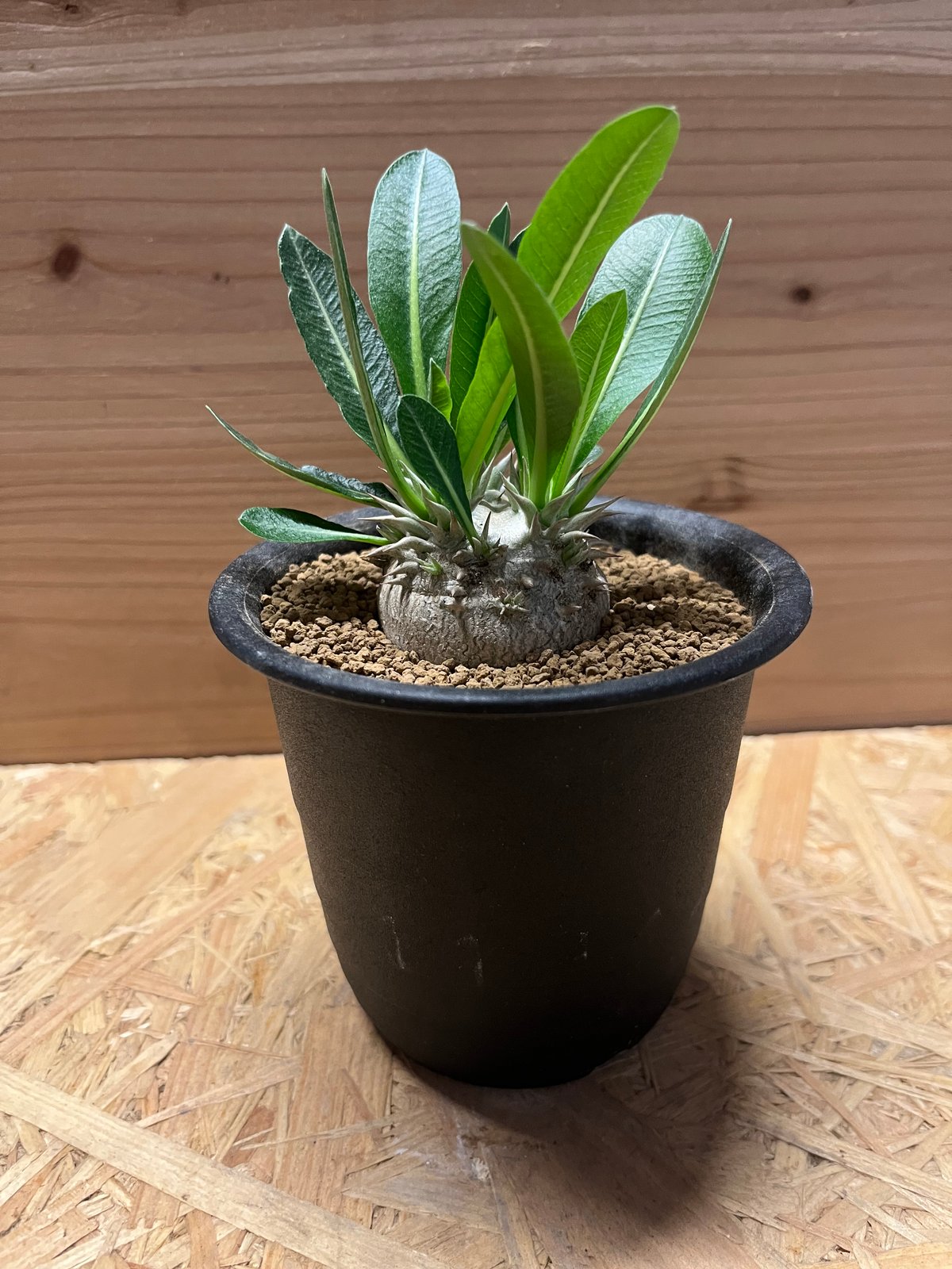 パキポディウム デンシカウレ 恵比寿大黒 | GREEN LUCK