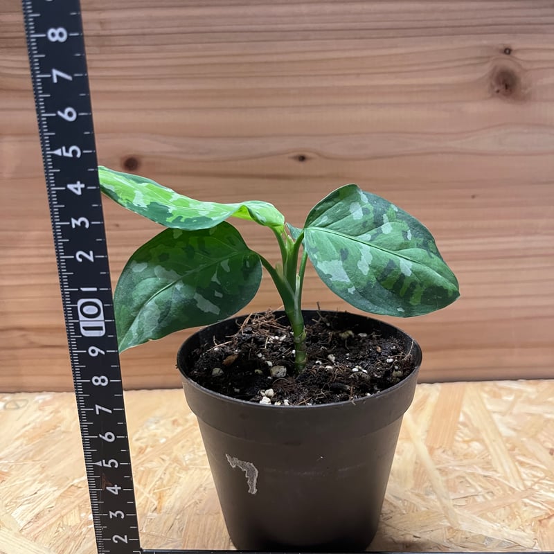 アグラオネマ ピクタム トリカラー | GREEN LUCK