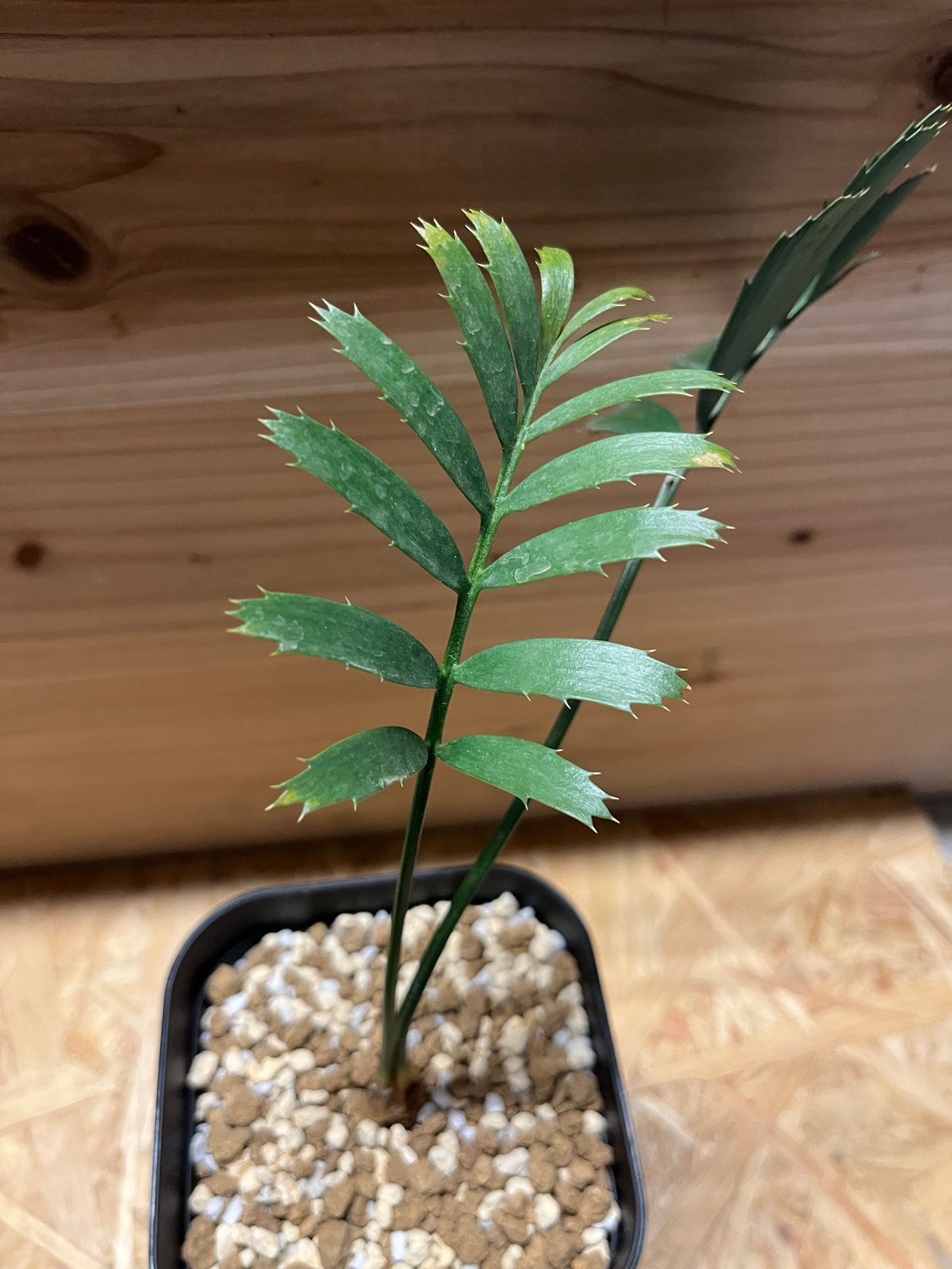 エンセファラルトス ホリダス | GREEN LUCK