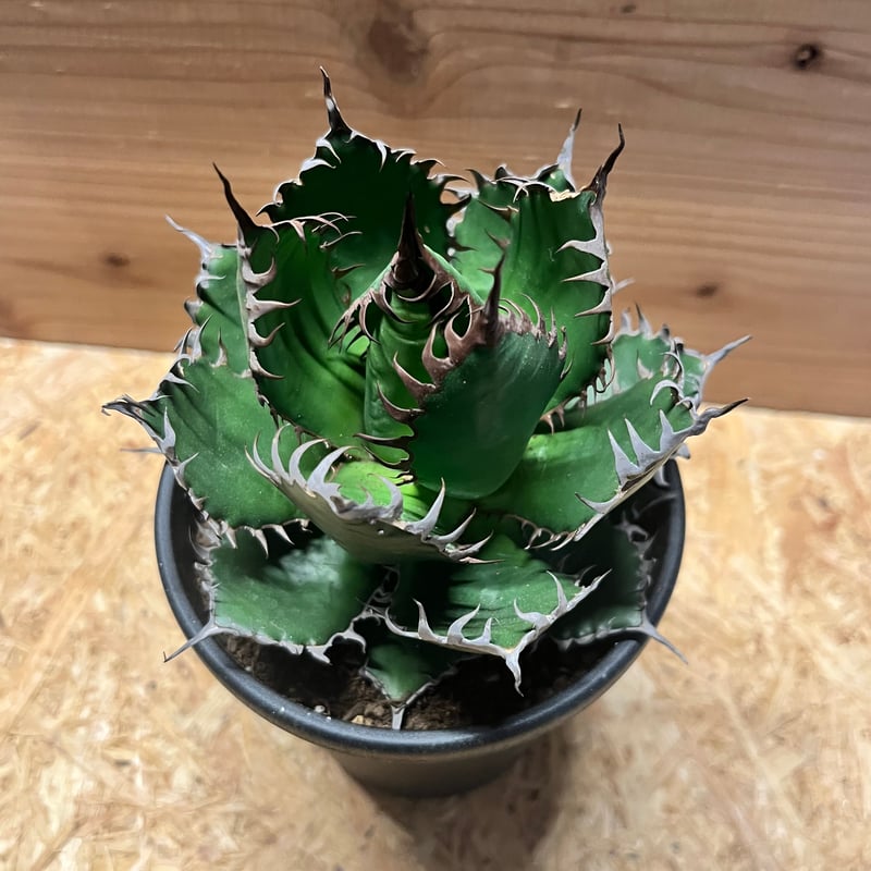 アガベ ホリダ | GREEN LUCK