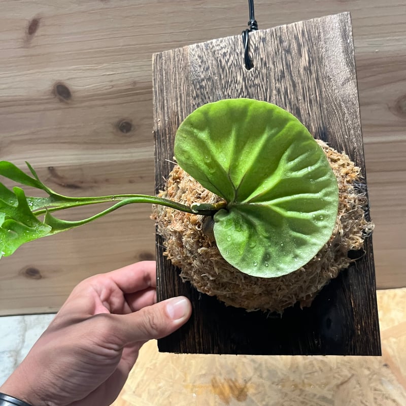 ビカクシダ リドレイ スレンダータグホーン | GREEN LUCK