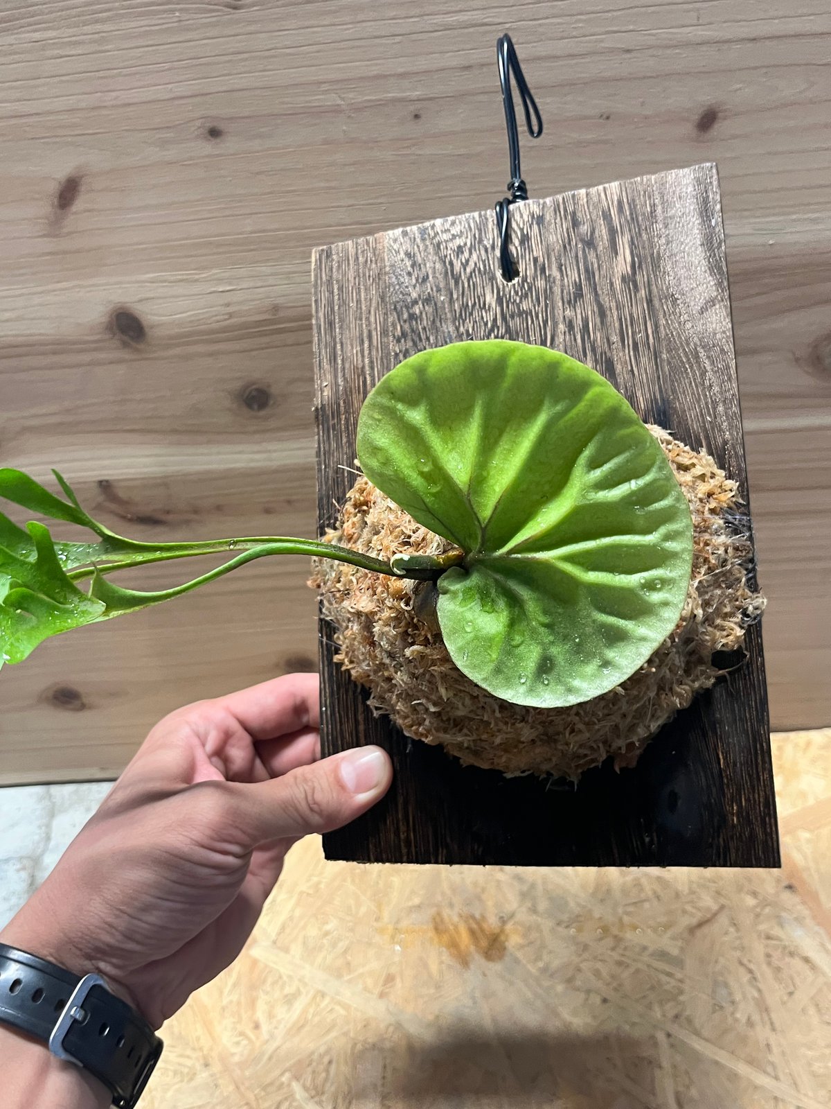 ビカクシダ リドレイ スレンダータグホーン | GREEN LUCK