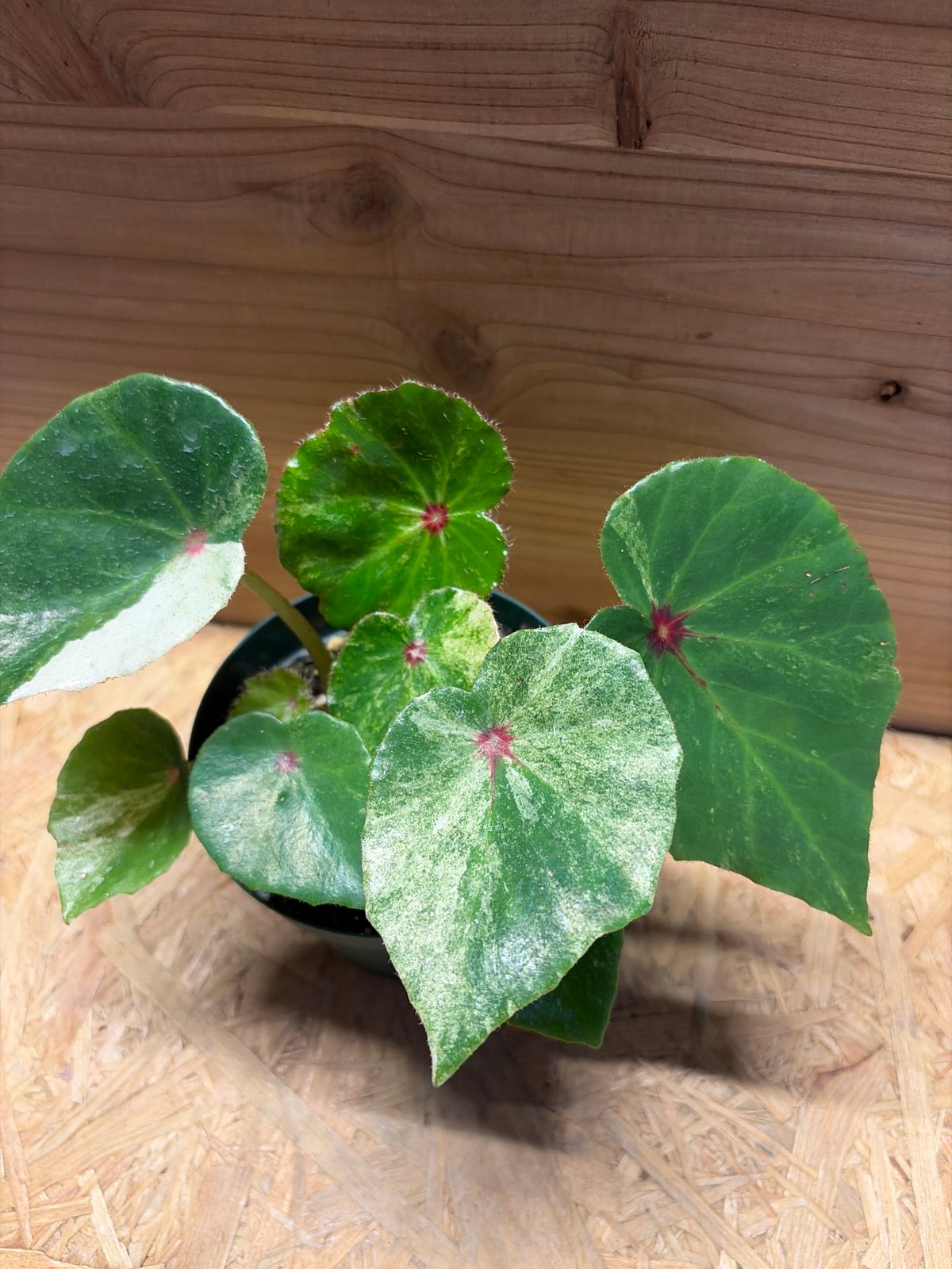 斑入り 'ルージュ' ベゴニア ベゴニアルージュ④ | LUCK GREEN その他観葉植物