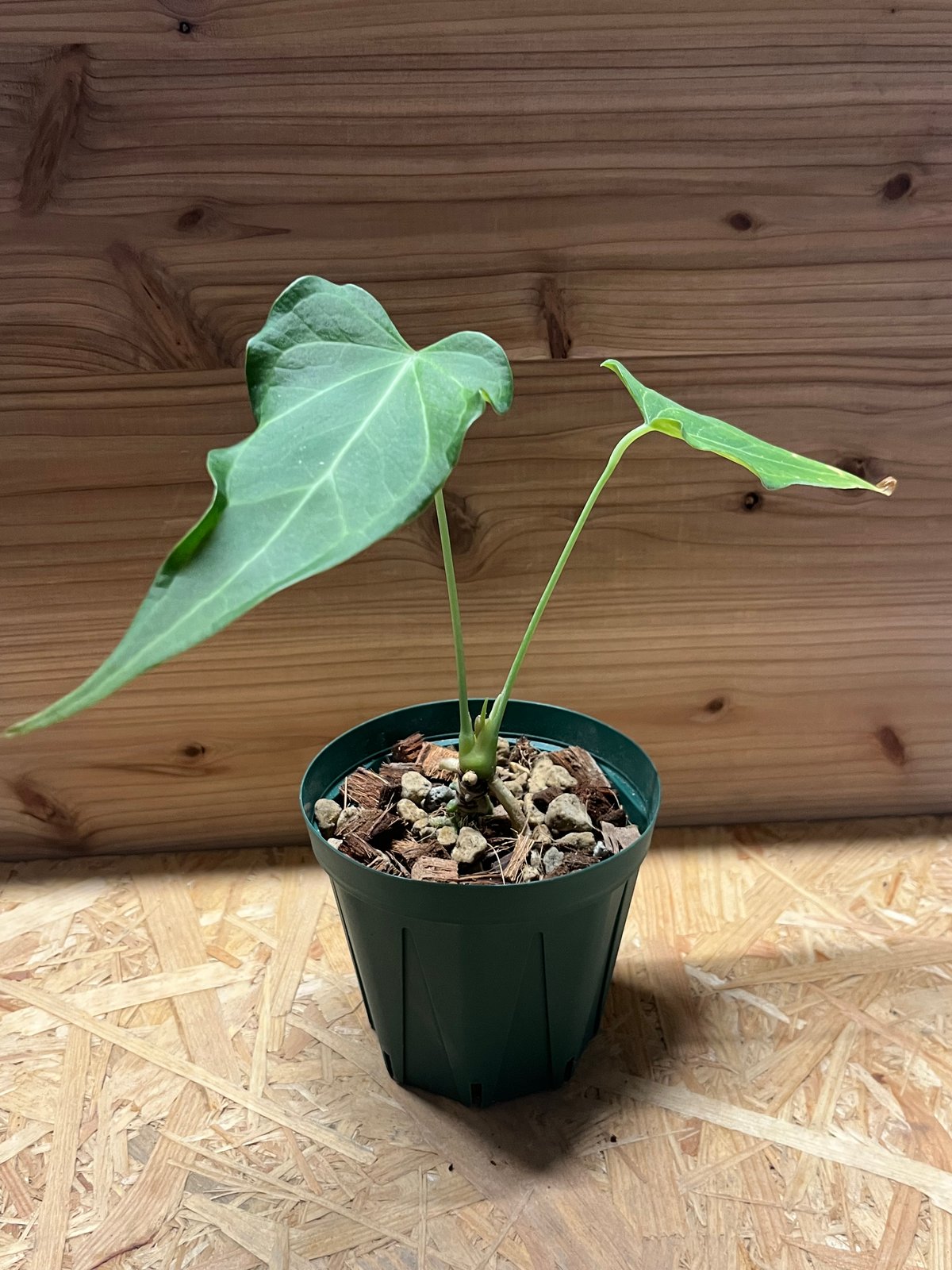 極美】アンスリウムデルタフォース中株レア種鉢ごと発送