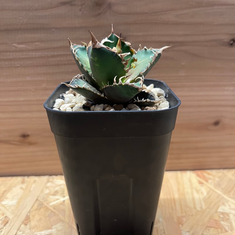 アガベ チタノタ レッドキャットウィーズル 'デニス産ゴリ猫' | GREEN LUCK