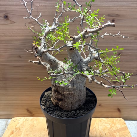 オペルクリカリアパキプス | STORES