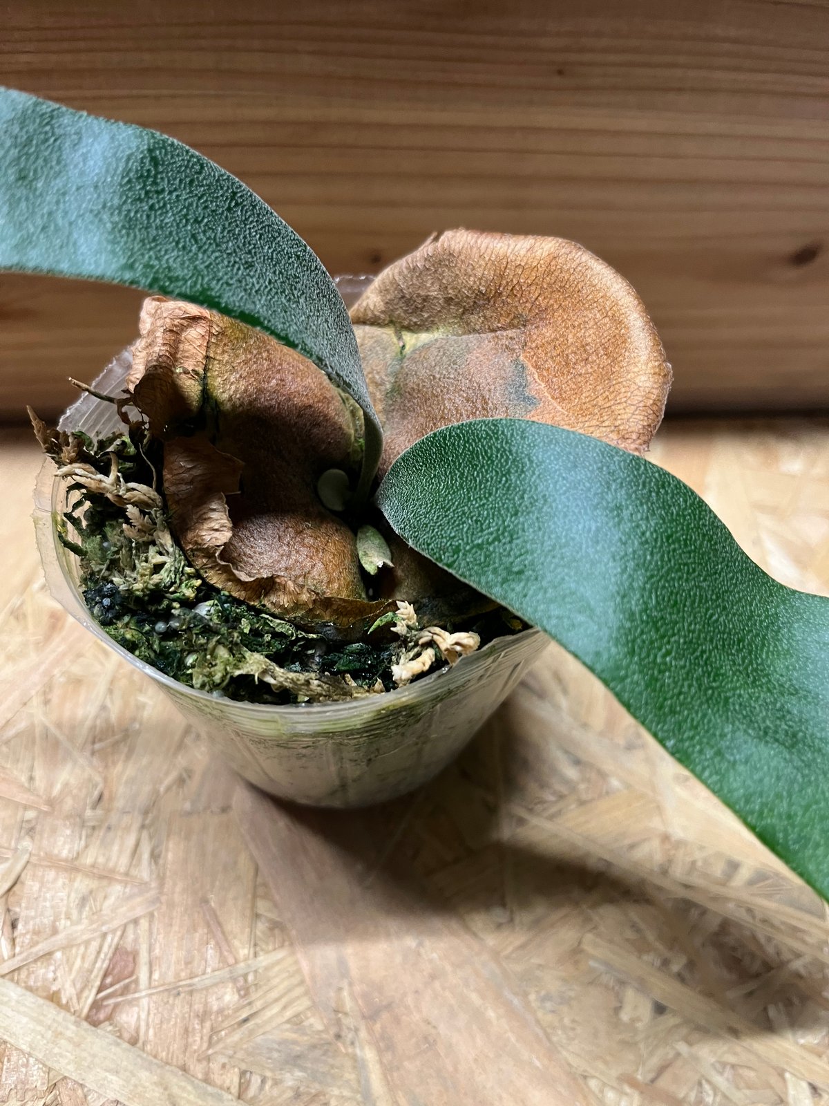 ビカクシダ フーンシキ | GREEN LUCK