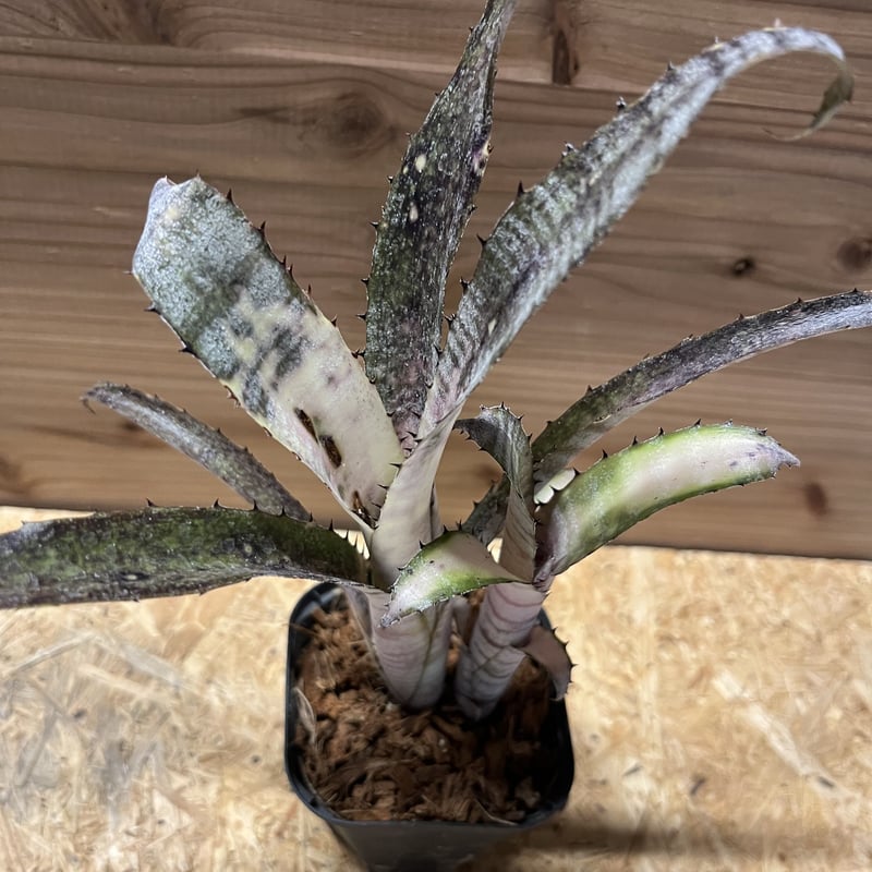 ビルベルギア パイプライン | GREEN LUCK