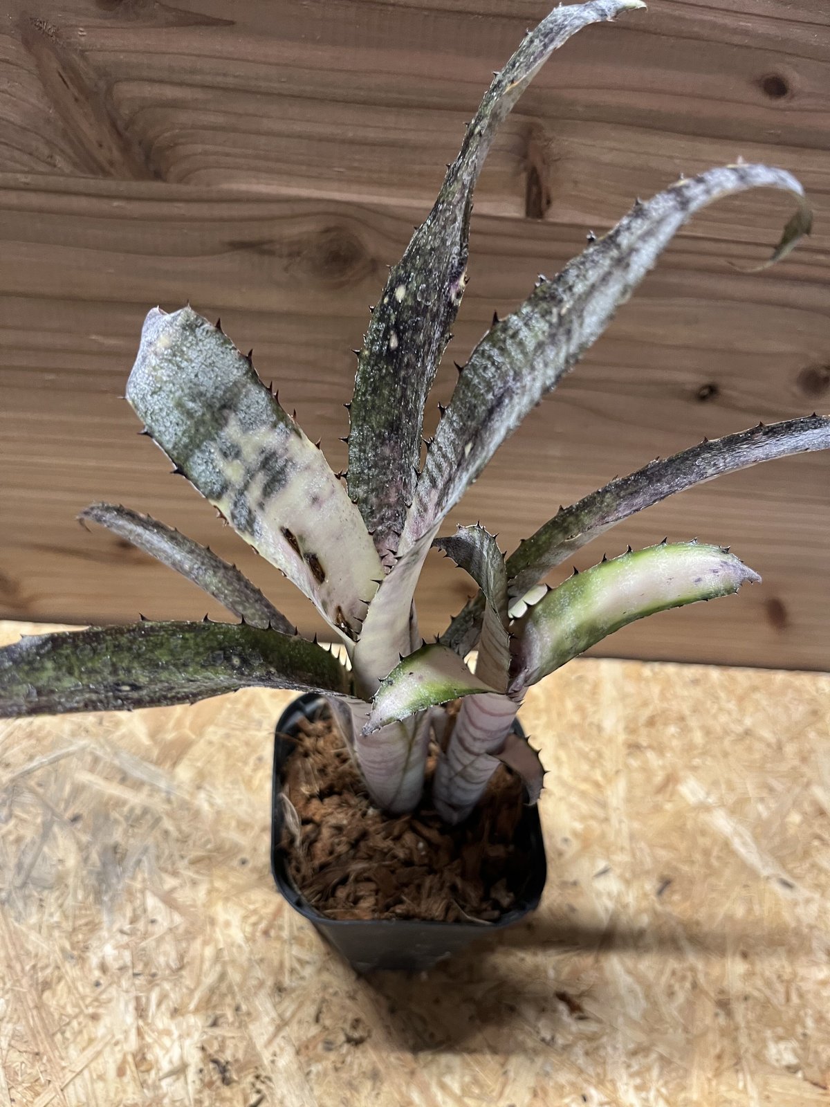 ビルベルギア パイプライン | GREEN LUCK