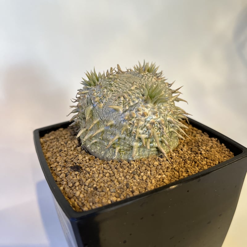 パキポディウム 恵比寿大黒 | GREEN LUCK