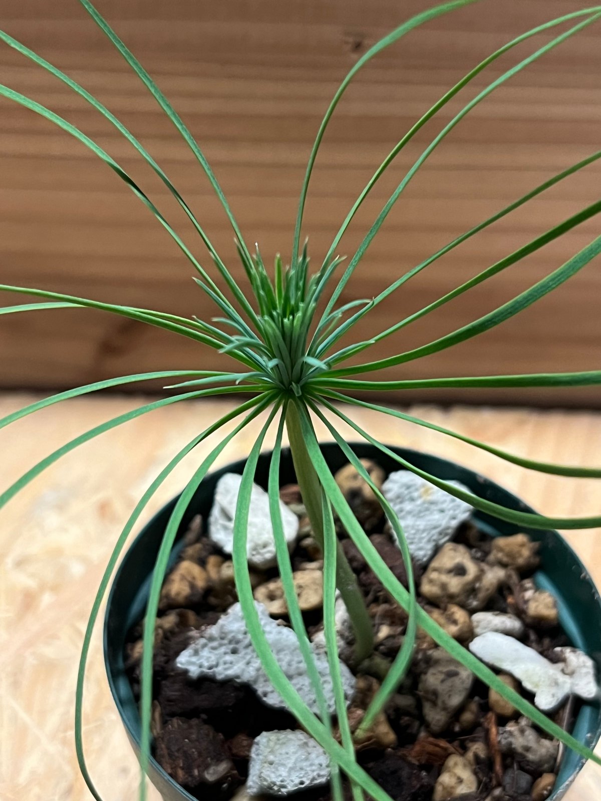 マルチネス　ピニョンマツ マルチネス ピニョンマツ「Pinus maximartinezii Rzed」11J | SH