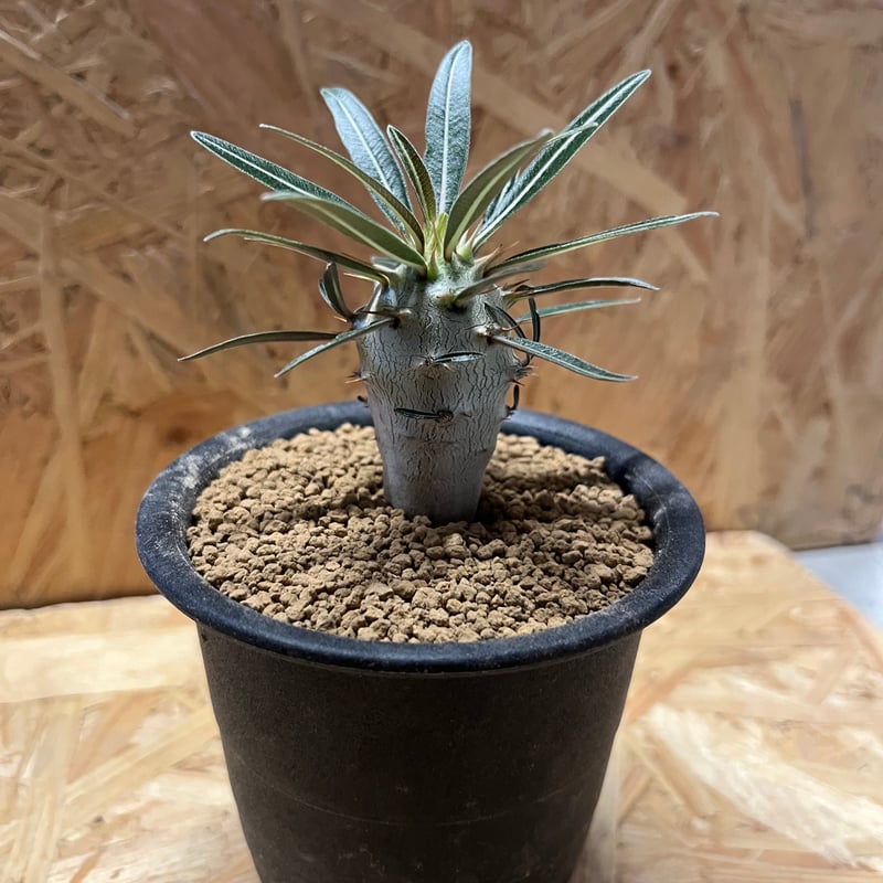 パキポディウム カクチペス | GREEN LUCK