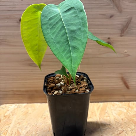 アンスリウム ペルティゲラム | GREEN LUCK