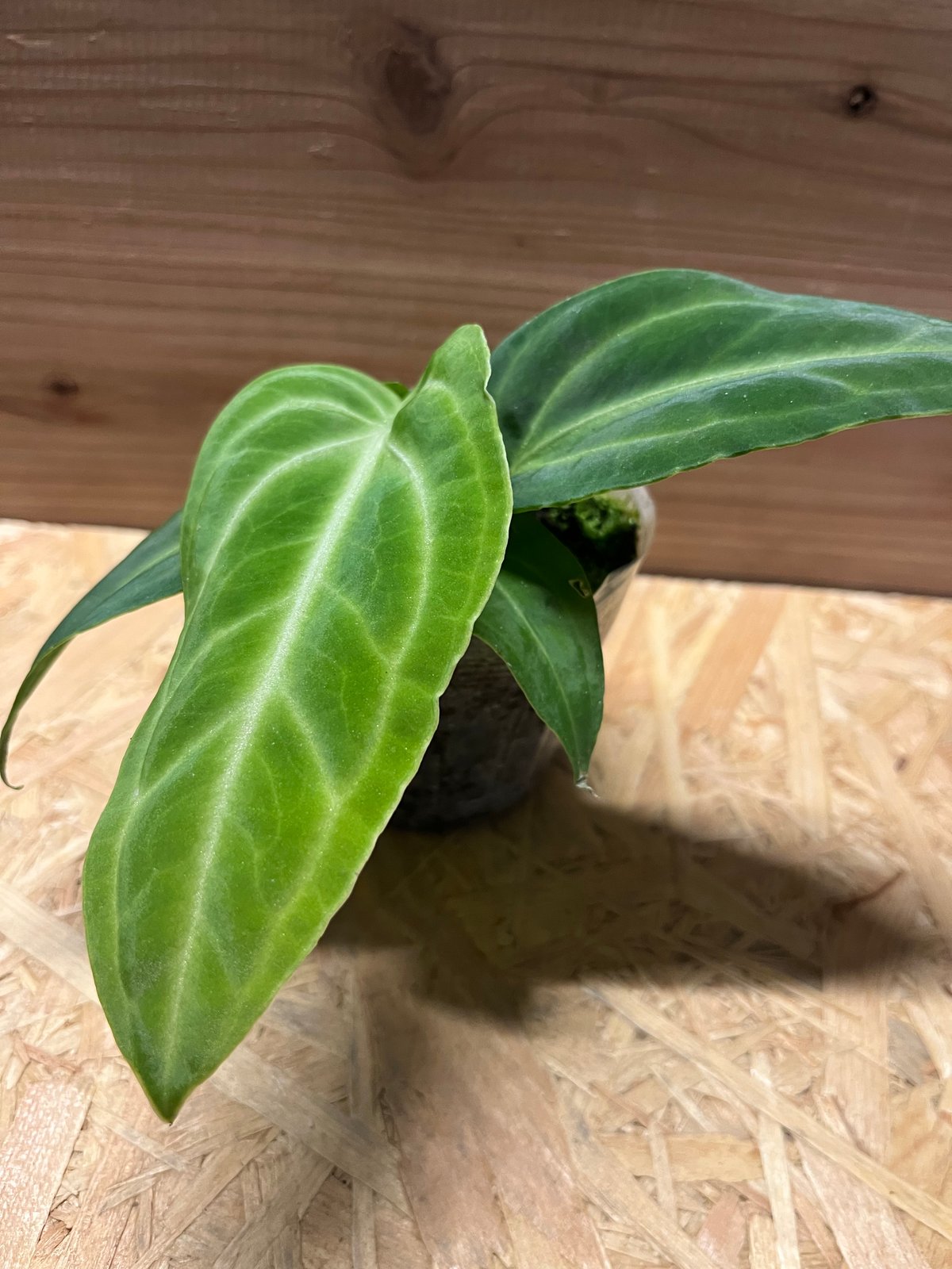 152 warocqueanum Esmeraldaアンスリウム Anthurium Esmeralda Queen