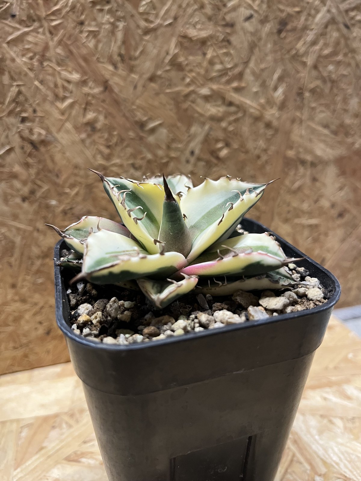 多肉植物 アガベ チタノタ スナグルトゥース白中斑TC子株 アガベ チタノタ スナグルトゥース【存在感抜群の大人気株