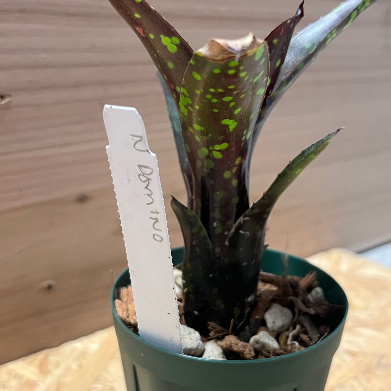 ネオレゲリア　ドミノ リサのタグ付き ネオレゲリア ドミノ リサのタグ付き