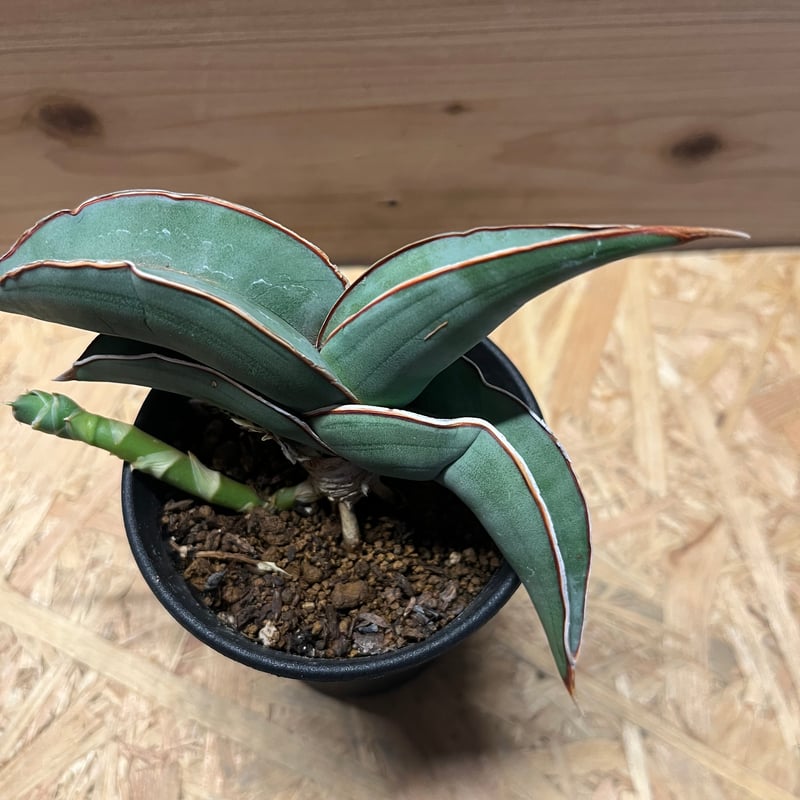 サンセベリア　バナナ　超特大　希少　送料無料 サンスベリア バナナ | GREEN LUCK