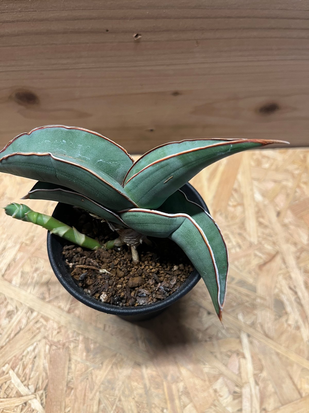 サンスベリア バナナ | GREEN LUCK