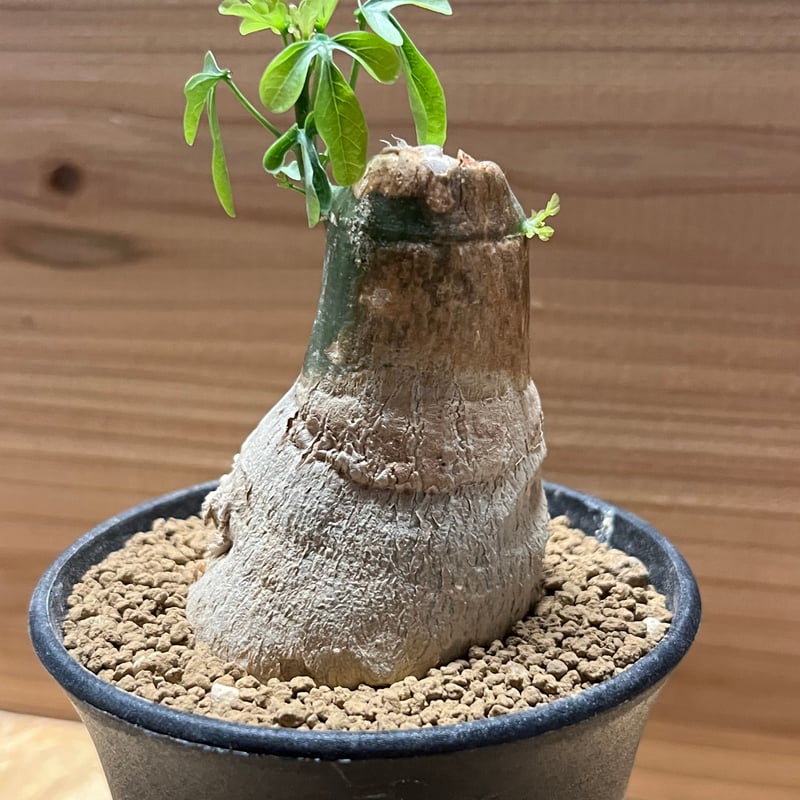 アデニア フルチコーサ | GREEN LUCK